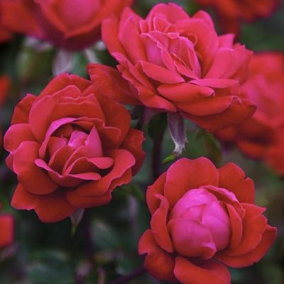 Image showing 8 th National Plant Network 2 gal. Rose Double Knockout Red