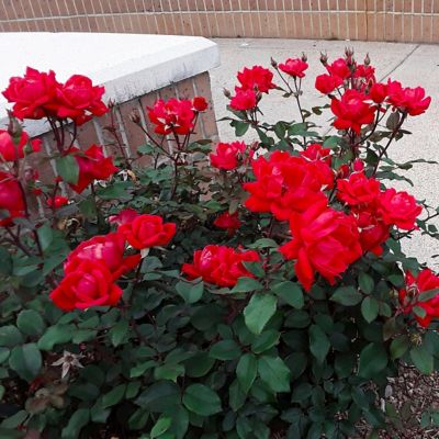 Image showing 9 th National Plant Network 2 gal. Rose Double Knockout Red
