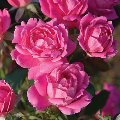 Image showing  2 gal. Rose Double Knockout Pink