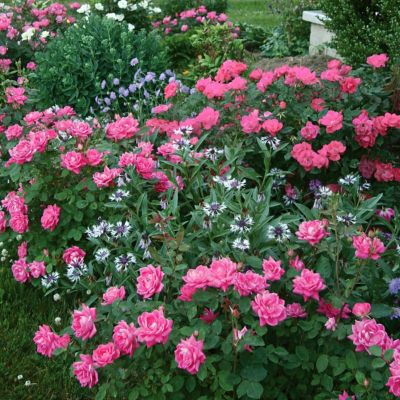 Image showing  2 gal. Rose Double Knockout Pink