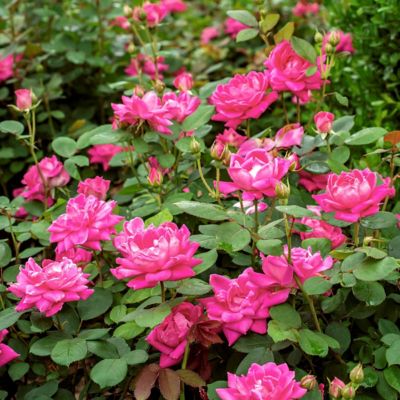 Image showing  2 gal. Rose Double Knockout Pink