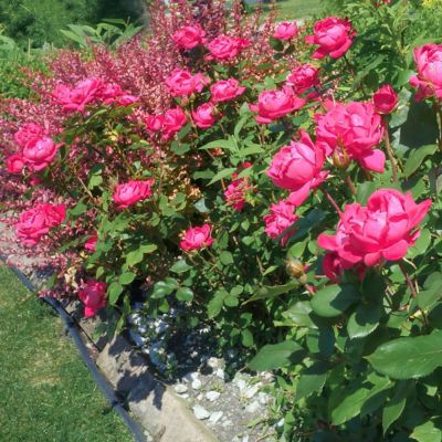 Image showing  2 gal. Rose Double Knockout Pink