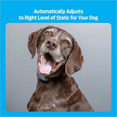 Image showing  Rechargeable Bark Collar