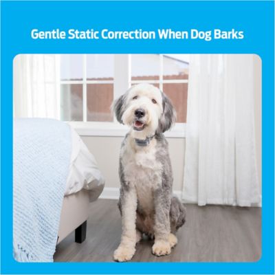 Image showing  Bark Collar