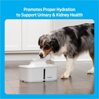 Image showing  Pet Water Fountain