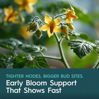 Image showing  2.5 Gallon (9.46L) Base B Two-Part Nutrient Solution Liquid Plant Fertilizer Fruiting & Flowering Plants 0-4-4 1-Pack