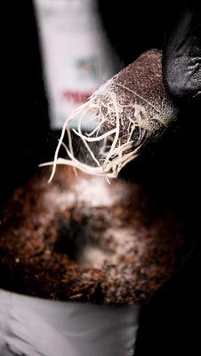 Image showing  2 lb. (0.91kg) Power Start Dry Plant Supplement with Mycorrhizae and Nitrogen-Fixing Bacteria, 1 pk.