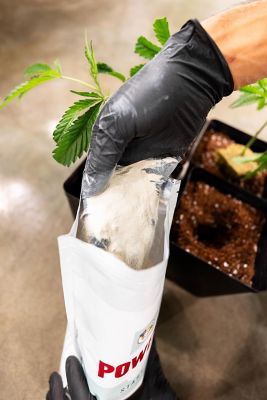 Image showing  2 lb. (0.91kg) Power Start Dry Plant Supplement with Mycorrhizae and Nitrogen-Fixing Bacteria, 1 pk.