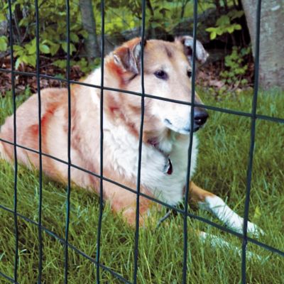 Image showing  50 ft. x 72 in. Black PVC Welded Wire Deer Fence 16ga