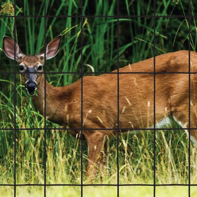 Image showing  50 ft. x 72 in. Black PVC Welded Wire Deer Fence 16ga