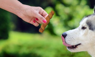 Image showing  Chewalicious Layered 'N Dipped Rawhide-Free Natural Crunchy Chews Oat (2 Count)
