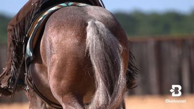 Image showing  Horseman's Elite Senior Care, 50 lb. Bag