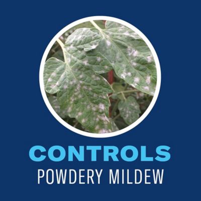 Image showing 2 th BioAdvanced Organic House Plant Insect Killer Ready-to-Use