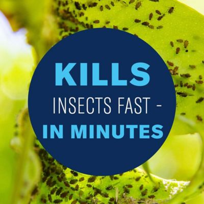 Image showing 3 th BioAdvanced Organic House Plant Insect Killer Ready-to-Use