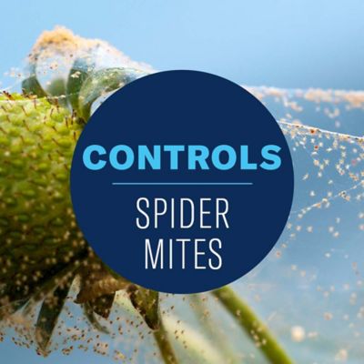 Image showing 5 th BioAdvanced Organic House Plant Insect Killer Ready-to-Use