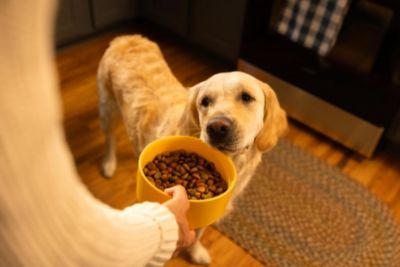 Image showing  Adult High-Protein with Red Meat Beef and Lamb Recipe Dry Dog Food