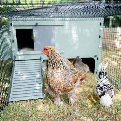 Image showing  Lean-To Easy Clean Chicken Coop and Run 10 Chicken Capacity