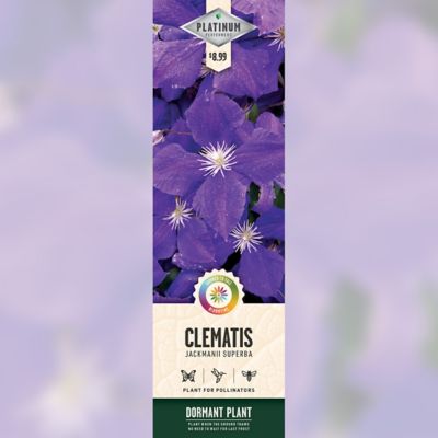 DeGroot Jackmanii Superba Clematis, 1 pk.