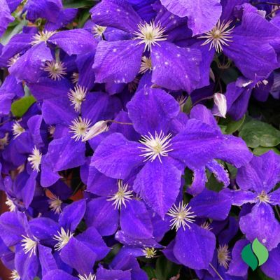 Image showing  Jackmanii Superba Clematis, 1 pk.