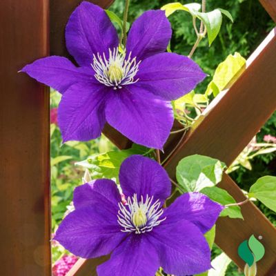 Image showing  Jackmanii Superba Clematis, 1 pk.