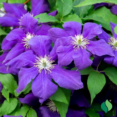 Image showing  Jackmanii Superba Clematis, 1 pk.