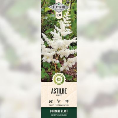 DeGroot White Astilbe 1 pk.
