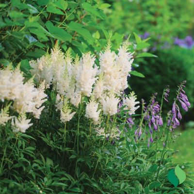 Image showing  White Astilbe 1 pk.