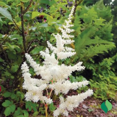 Image showing  White Astilbe 1 pk.