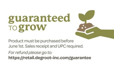 Image showing 8 th DeGroot White Astilbe 1 pk.