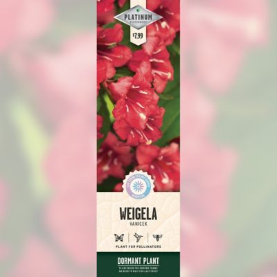 DeGroot Weigela Vanicek, 1 pk.