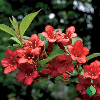Image showing  Weigela Vanicek, 1 pk.