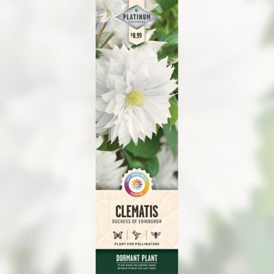 DeGroot Duchess Of Edinburgh Clematis, 1 pk.