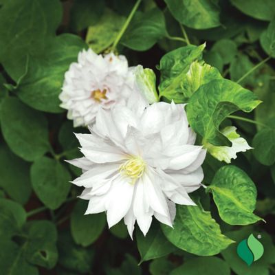 Image showing  Duchess Of Edinburgh Clematis, 1 pk.