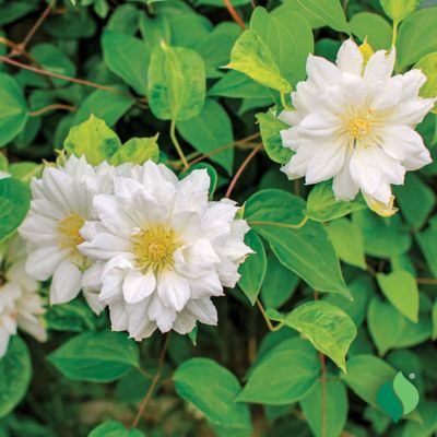 Image showing  Duchess Of Edinburgh Clematis, 1 pk.