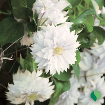 Image showing  Duchess Of Edinburgh Clematis, 1 pk.