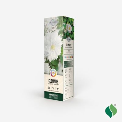 Image showing  Duchess Of Edinburgh Clematis, 1 pk.