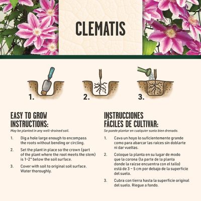 Image showing 6 th DeGroot Duchess Of Edinburgh Clematis, 1 pk.