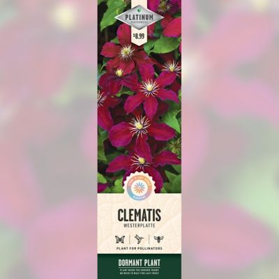 DeGroot Westerplatte Clematis, 1 pk.