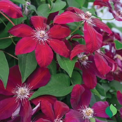 Image showing  Westerplatte Clematis, 1 pk.