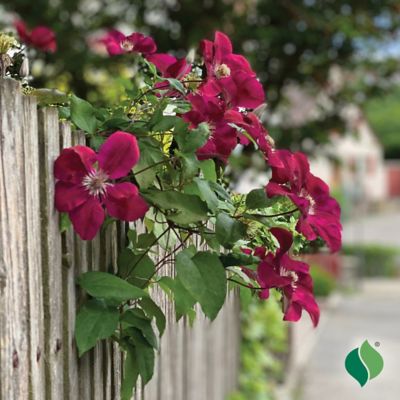 Image showing  Westerplatte Clematis, 1 pk.