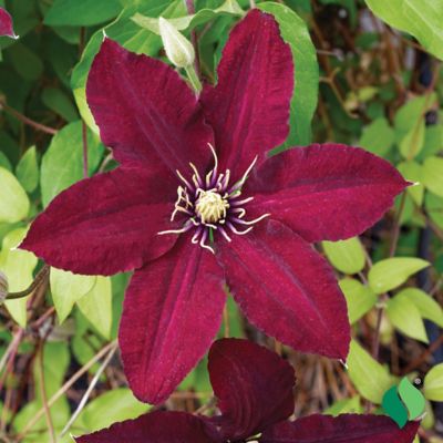 Image showing  Westerplatte Clematis, 1 pk.