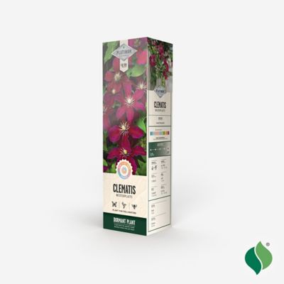 Image showing  Westerplatte Clematis, 1 pk.