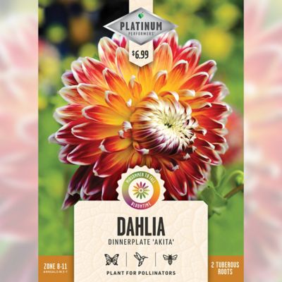 DeGroot Akita Dahlia, 2 pk.