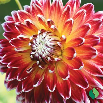 Image showing  Akita Dahlia, 2 pk.
