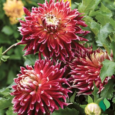 Image showing  Akita Dahlia, 2 pk.