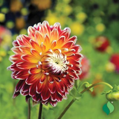 Image showing  Akita Dahlia, 2 pk.