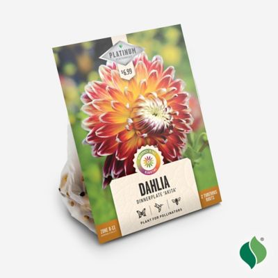 Image showing  Akita Dahlia, 2 pk.