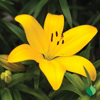 Image showing  Yellow Asiatic Lily 4 pk.