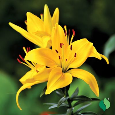 Image showing  Yellow Asiatic Lily 4 pk.