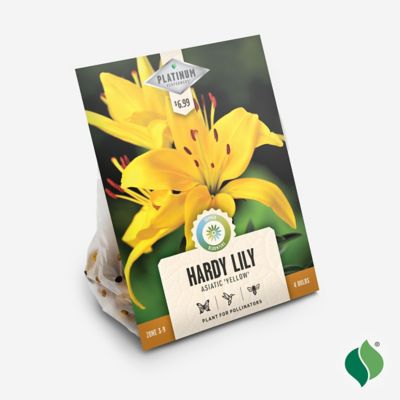 Image showing  Yellow Asiatic Lily 4 pk.